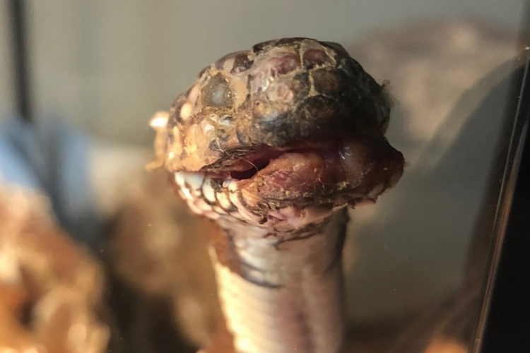 California kingsnake (Lampropeltis californiae) diketahui mengidap penyakit jamur ular (SFD) yang membuat wajahnya mirip mumi. Ular ini ditemukan di Plymouth, Amador County, California, pada akhir Mei 2019.

