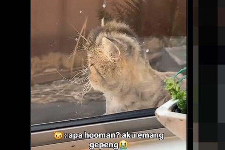 Ramai soal Kepala Kucing Berbentuk Gepeng, Apa Penyebabnya?