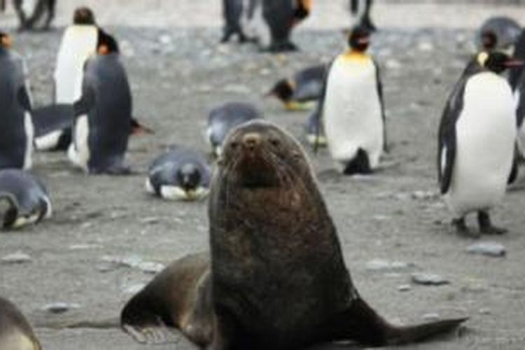 Sekelompok anjing laut di sebuah pulau di Antartika terekam kamera tengah berhubungan seksual dengan penguin.