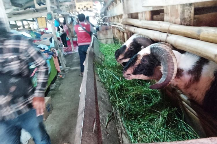 Sejumlah warga Warung Batu RT 01/10 Desa Mekarsari, Kecamatan Cianjur, Kabupaten Cianjur Jawa Barat, terdampak gempabumi mengungsi di kandang domba karena dirasa aman dan nyaman.