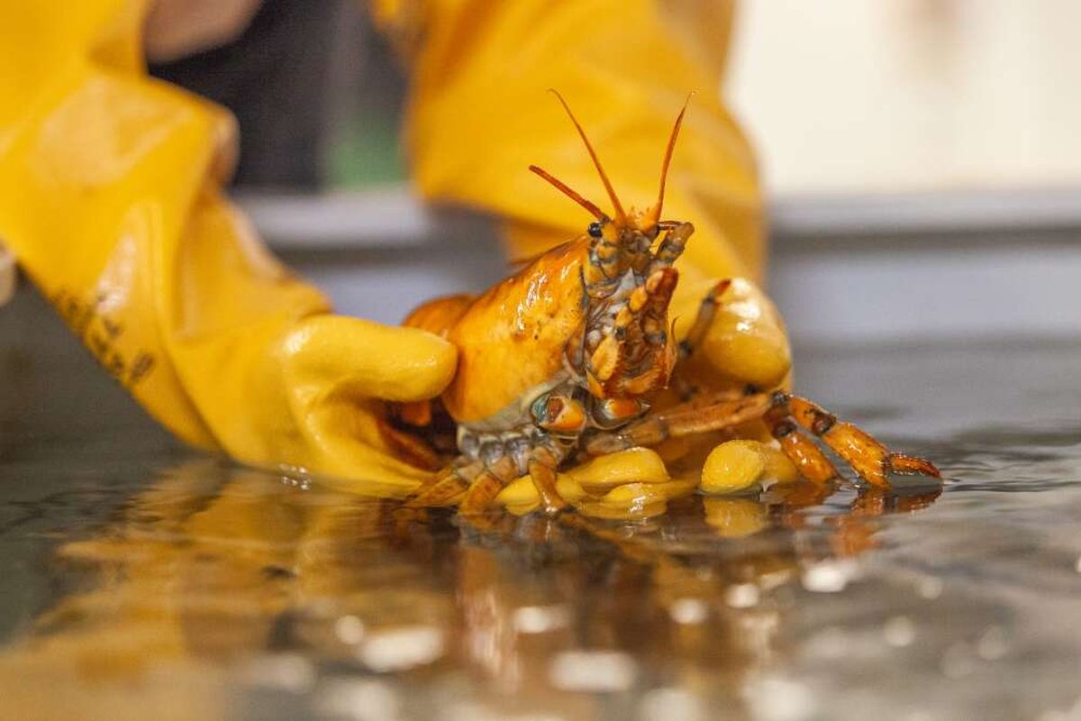 Penampakan banana, lobster langka berwarna kuning yang tertangkap nelayan di Teluk Maine.  