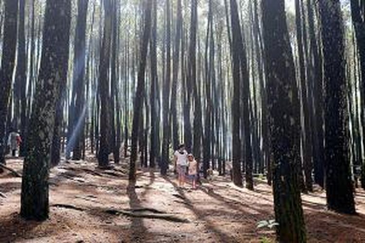 Wisatawan menikmati suasana Hutan Pinus Mangunan di Kecamatan Imogiri, Bantul, DI Yogyakarta, Rabu (23/12/2015). Hutan yang berjarak 23 kilometer dari pusat kota Yogyakarta itu menjadi tempat wisata alternatif bernuansa alam.