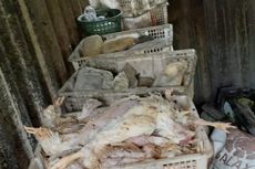 Penjual Ayam Tiren di Boyolali Ditangkap Setelah Beroperasi Lima Bulan