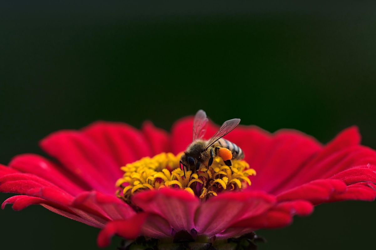 Lebah dan bunga adalah pola interaksi antar makhluk hidup berupa simbiosis mutualisme