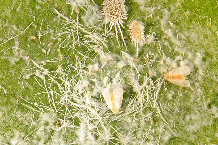 Ilustrasi hama kutu putih pada tanaman.