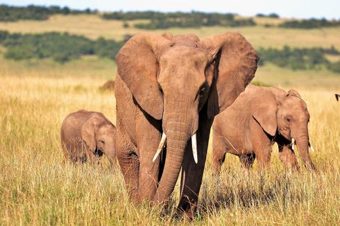 Ilmuwan Mulai Uji Coba Vaksin untuk Penyakit Herpes yang Sering Menyerang Gajah