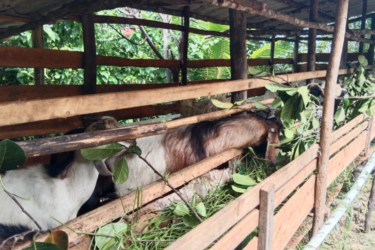 Kandang peternakan kambing di Kota Tanjungpinang yang dijadikan tempat puluhan kambing yang masuk secara ilegal.
