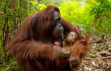 ilustrasi orang utan, salah satu hewan yang terancam punah.