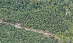 Memanfaatkan Limbah Kulit Kayu Eucalyptus untuk Filter Penangkap CO2