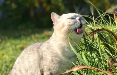 kucing makan rumput