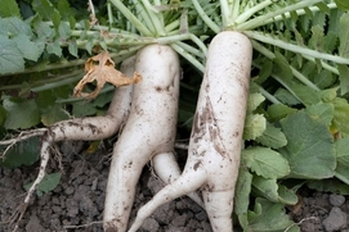 Ilustrasi panen lobak