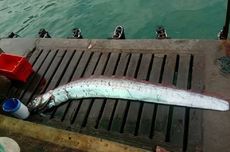 Ikan Laut Dalam Tertangkap Nelayan, Kota di Peru Siaga Gempa