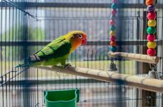 Indonesia VS Zambia di Piala Dunia U17 2025, Tayang di Mana dan Live Jam Berapa?