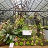 Kebun Raya Bogor Buka Lagi Taman Tumbuhan Pemakan Serangga