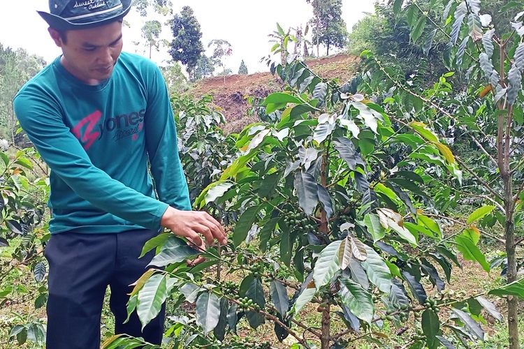Para Petani kopi di Kecamatan Ciwidey sempat meninggalkan komoditas kopi setelah dua tahun dihantam Pandemi Covid-19 dan hambatan di persoalan teknis perawatan