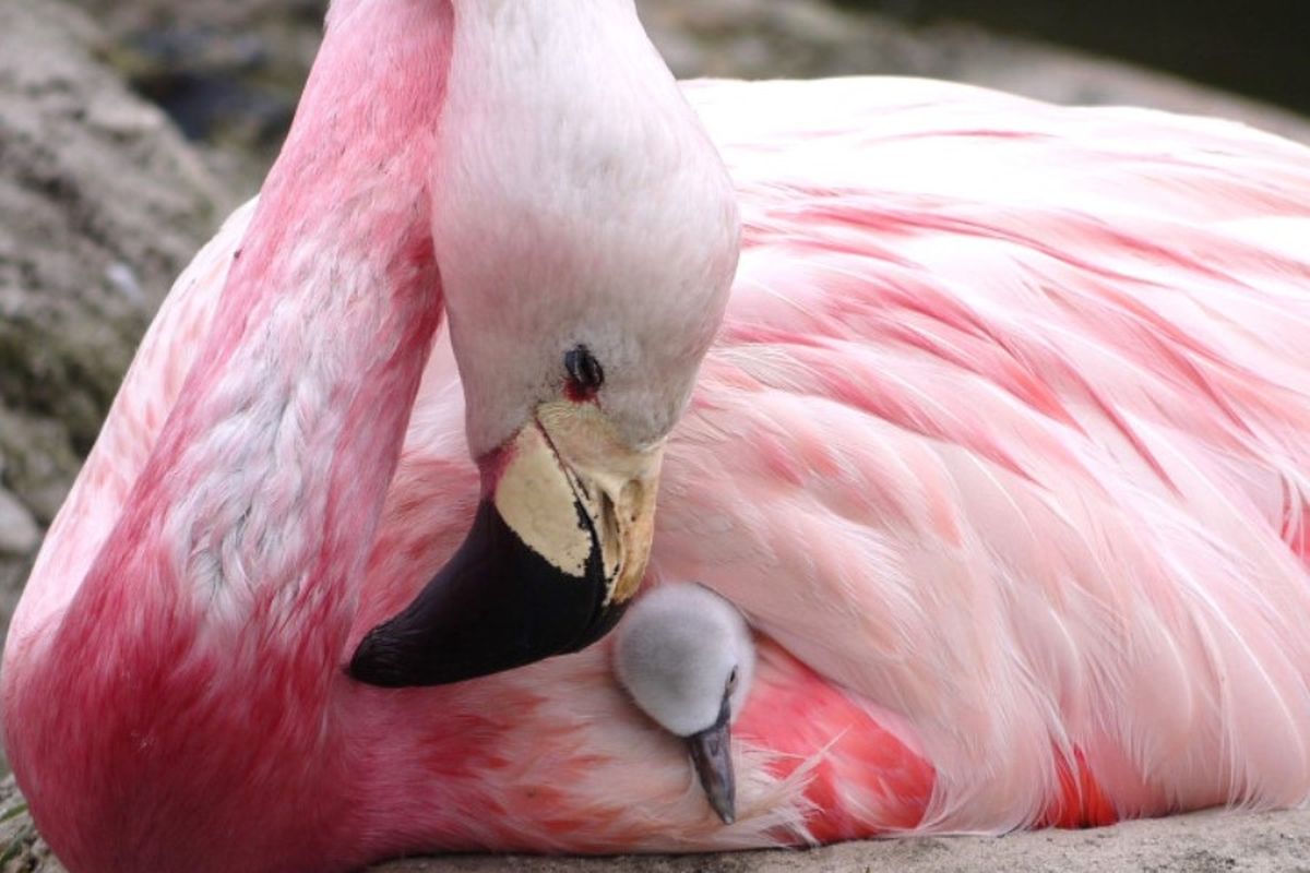 Berkat gelombang panas yang menyapu eropa sepanjang tahun, burung flamingo Andes yang langka bertelur lagi dalam 15 tahun.