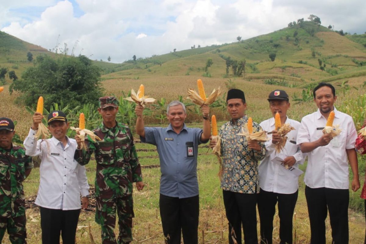 Direktur Irigasi Ditjen PSP Rahmanto, Kabid Tanaman Pangan Dispertanian Banyuwangi Ilham Juanda, Anggota DPRD Kabupaten Banyuwangi Ahmad Munif Syafaat, dan Muspika Kecamatan Siliragung, menghadiri acara panen raya jagung di Dusun Sumberurip, Desa Barurejo, Kecamatan Siliragung, Banyuwangi, Rabu (27/2/19)