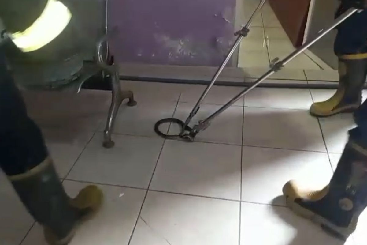 Petugas saat menangkap ular kobra yang tiba-tiba diketahui berada di dalam salah satu klinik kecantikan di Desa Setrohadi, Kecamatan Duduksampeyan, Gresik, Jawa Timur, Senin (24/6/2024).