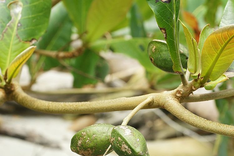 batang tanaman ketapang (Terminalia catappa)