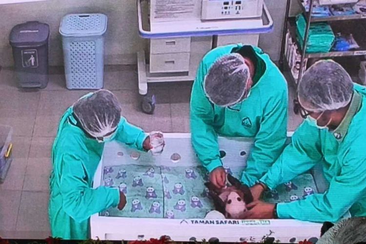 Bayi panda bernama Satrio Wiratama yang lahir di Taman Safari Indonesia (TSI), Bogor, sedang dijaga dan dicek kesehatan oleh tim dokter di TSI, Puncak Bogor, Selasa (6/1/2026).