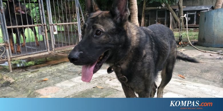 Anjing Pelacak Dari Belanda Harganya Capai Rp 176 Juta Per Ekor