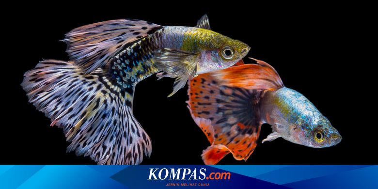 Selain Cupang Ada 7 Jenis Ikan Hias Yang Juga Menarik Halaman All Kompas Com