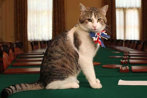 Mengenal Larry Si Kucing yang Bekerja di Kantor PM Inggris...