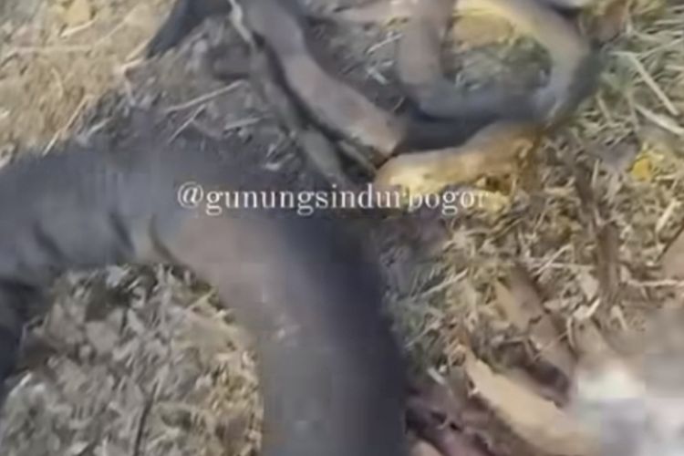 Puluhan ular ditemukan mati usai kebakaran lahan di Gunung Sindur, Kabupaten Bogor, Senin (30/10/2023).