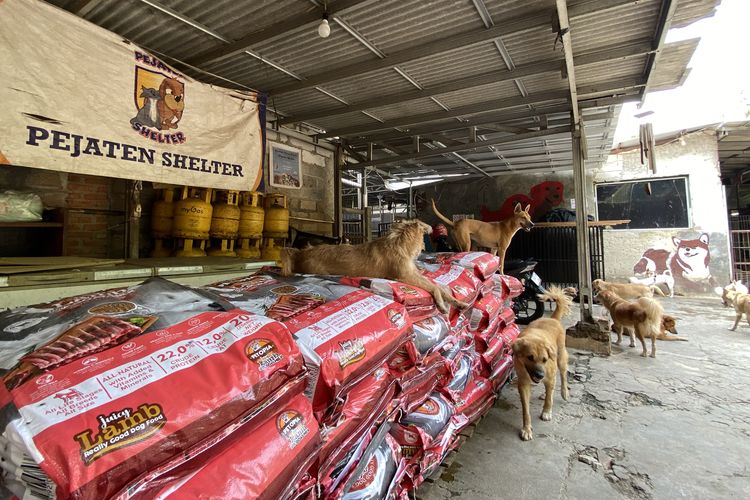 Di Balik Riuh Gonggongan di Pejaten Shelter, Tempat Pulang bagi Anjing-anjing Terlantar