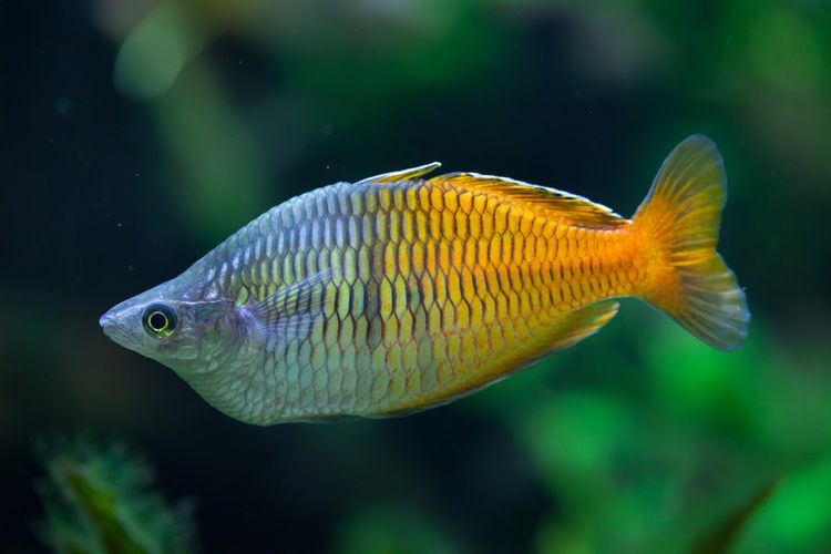 Ikan pelangi atau rainbow fish