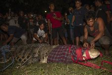 BERITA FOTO: Penangkapan Buaya Berkalung Ban