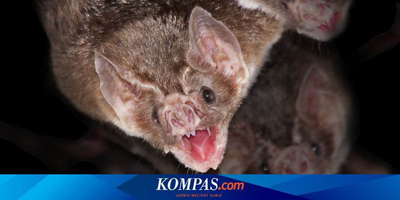 Kelelawar Vampir Betina Suka Berbagi Makanan dan Saling Merawat - Vimarsana News