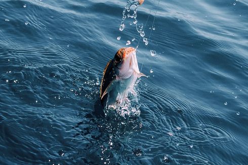 Mengapa Ikan Berlendir?