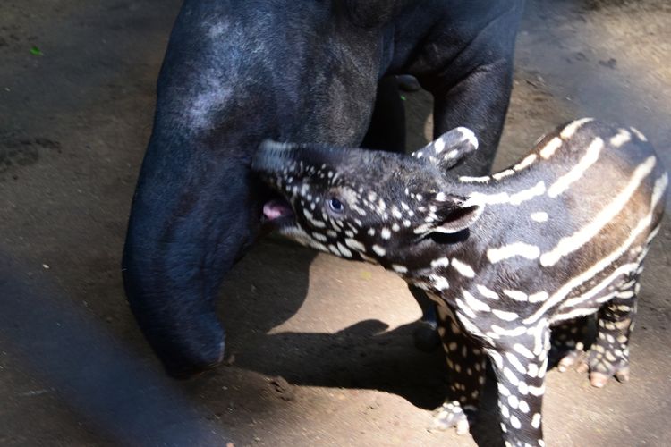 Tingkah Lucu Bayi Malayan Tapir atau Tapir Asia (Tapirus Indicus) yang pertama kali ditampilkan ke publik di Kebun Binatang Bandung, Jumat (20/5/2022)