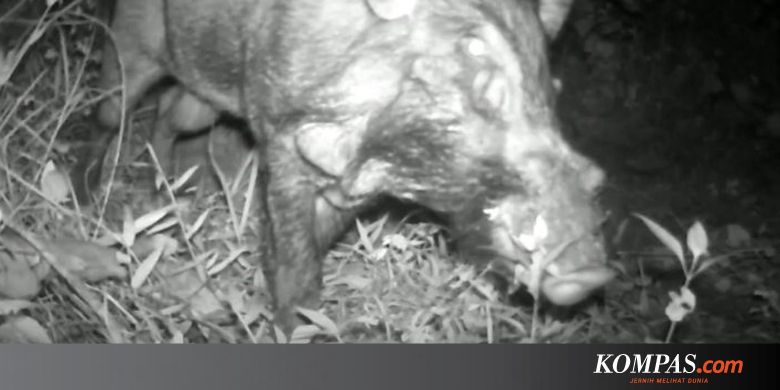 Babi Terjelek Di Dunia Ditemukan Di Indonesia Seperti Apa