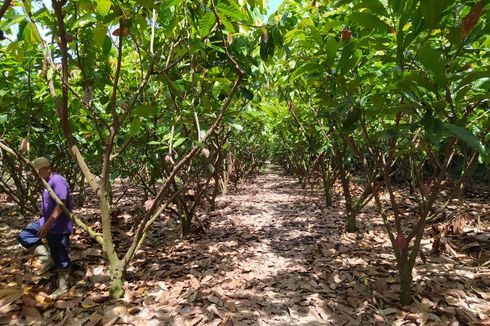 Bermain di Kebun Kakao Pinrang Sulsel yang 