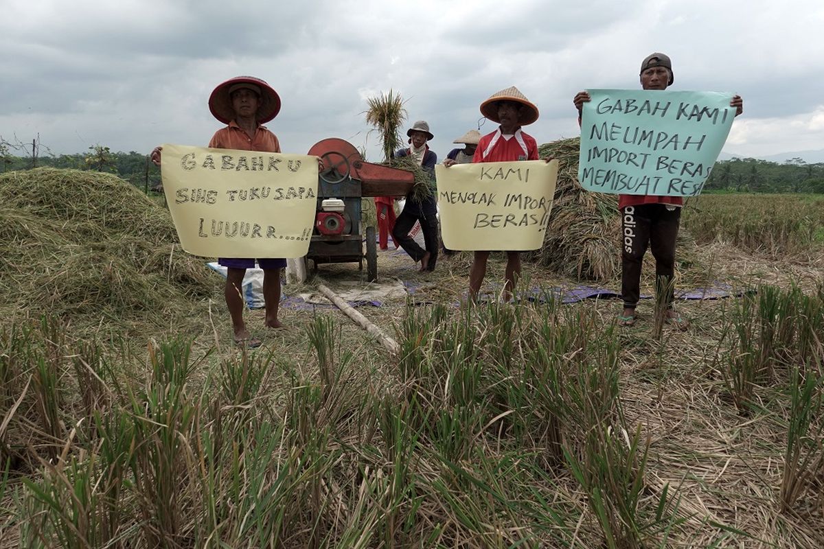 Sejumlah petani dan anggota Persatuan Penggilingan Padi (Perpadi) DPC Kabupaten Purbalingga melakukan aksi menolak rencana impor beras di Desa Brobot, Bojongsari, Purbalingga, Jateng, Selasa (23/03/2021). Perpadi Purbalingga mengkhawatirkan rencana impor beras akan semakin menekan harga gabah kering panen yang saat ini turun dari Rp4.300 menjadi Rp3.500 per kilogram akibat rendahnya penyerapan yang berbarengan dengan panen raya pada bulan maret ini. ANTARA FOTO/Idhad Zakaria/rwa.