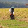 Bulog Serap Gabah Petani Rp 6.500 per Kg, Jamin Harga dan Stok Pangan Nasional