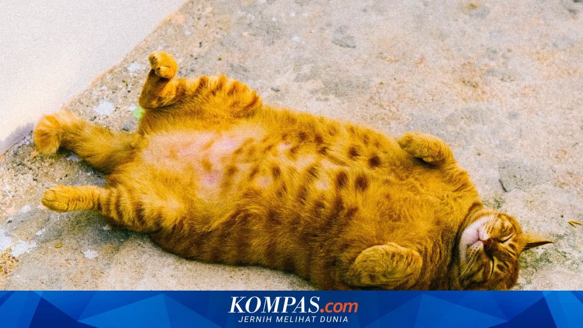 Kelebihan Berat Badan pada Kucing, Berikut Risko dan Cara Mengatasinya