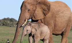 Pergerakan Manusia Melampaui Total Migrasi Satwa Liar, Apa Dampaknya?