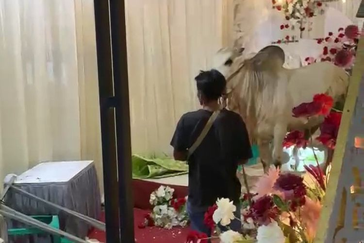 Sapi Kurban Lepas Masuk Tenda Hajatan di Banyumas, Kursi dan Dekorasi Rusak