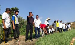 Pakai Metode Bamele, Petani Bawang di Nganjuk Bisa Untung Besar
