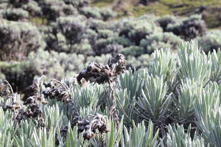 Hamparan bunga edelweis di sabana alun-alun Suryakencana Taman Nasional Gunung Gede Pangarango (TNGGP)