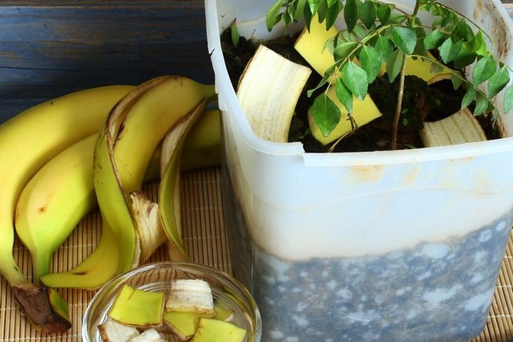 Ilustrasi kulit pisang.