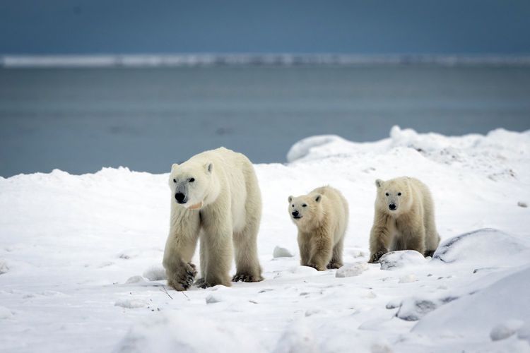 Foto ini, yang dirilis oleh Polar Bears International pada Rabu (17/12/2025) menunjukkan seekor beruang kutub betina liar dan dua anaknya, salah satunya diadopsi olehnya, di Teluk Hudson di Churchill, Manitoba, Kanada, pada Selasa (11/11/2025). Para peneliti di Kanada utara telah mengamati kasus langka adopsi beruang kutub, merekam video seekor beruang betina liar yang merawat anak beruang yang bukan anaknya sendiri. 