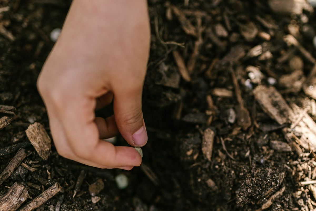 ilustrasi menanam benih jagung manis