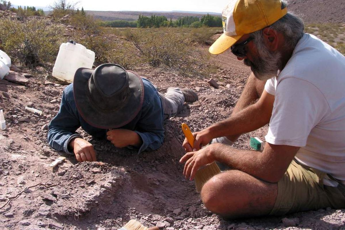 Para ahli menemukan spesies baru dinosaurus di Argentina