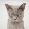 Mengapa Kucing Mendesis dan Cara Mengatasinya