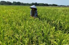 Pompa Listrik Nyalakan Asa Petani Leuwidingding Cirebon Mengatasi Kekeringan