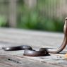 Ular King Cobra 2,5 Meter Ditemukan di Rumah Warga di Trenggalek